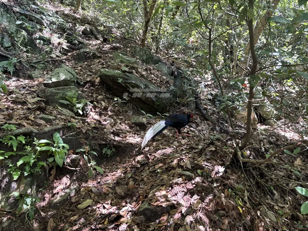 Mt.bojinjia 18