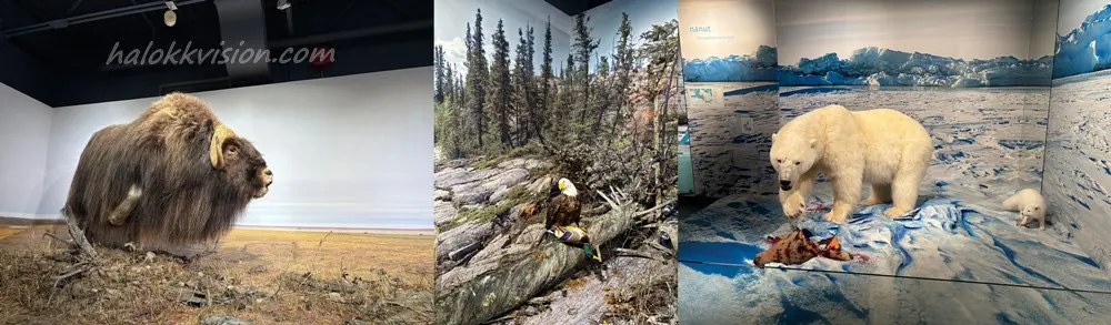 Yellowknife Tour 8