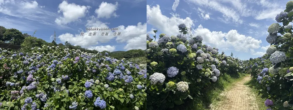 Kao.hydrangea 2026 18