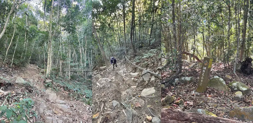 Taichung Baimao 23