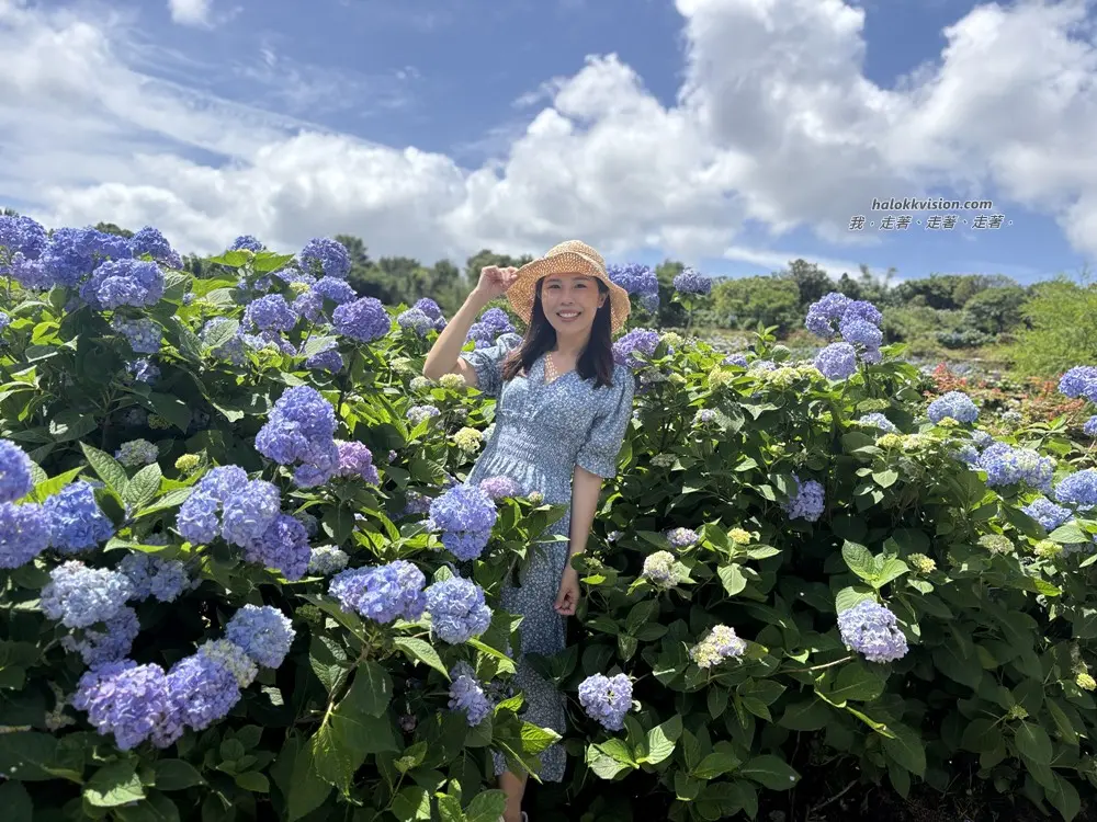 Kao.hydrangea 2026 34