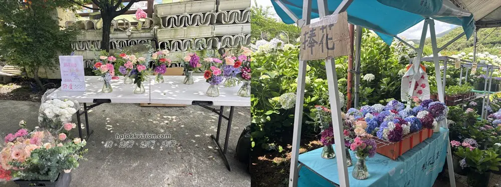 Kao.hydrangea 2026 10