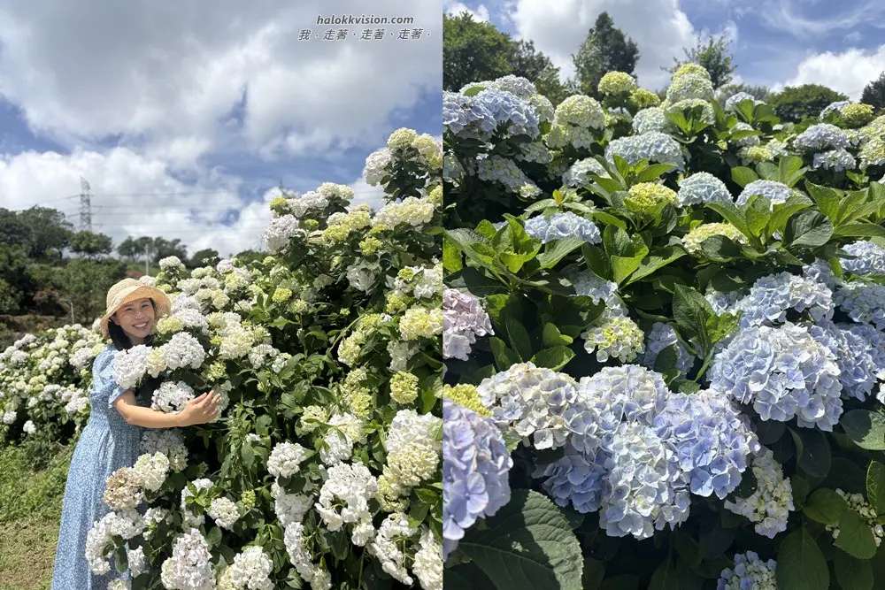 Kao.hydrangea 2026 41