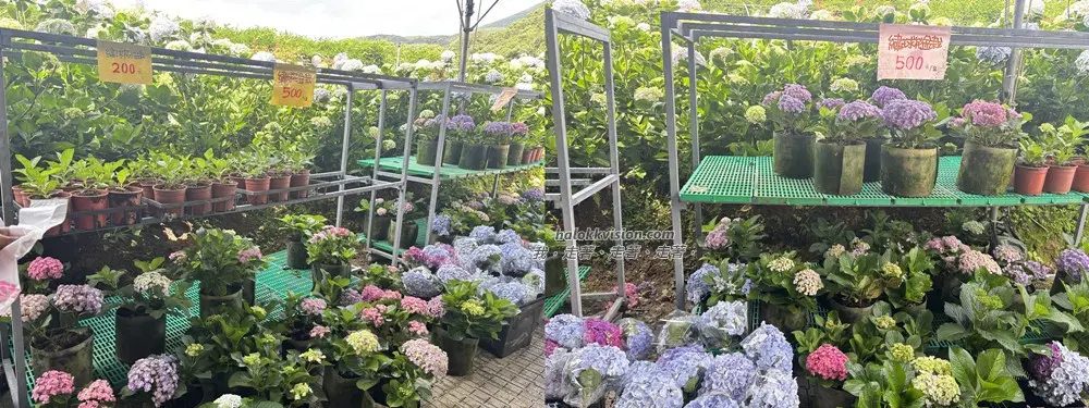Kao.hydrangea 2026 11