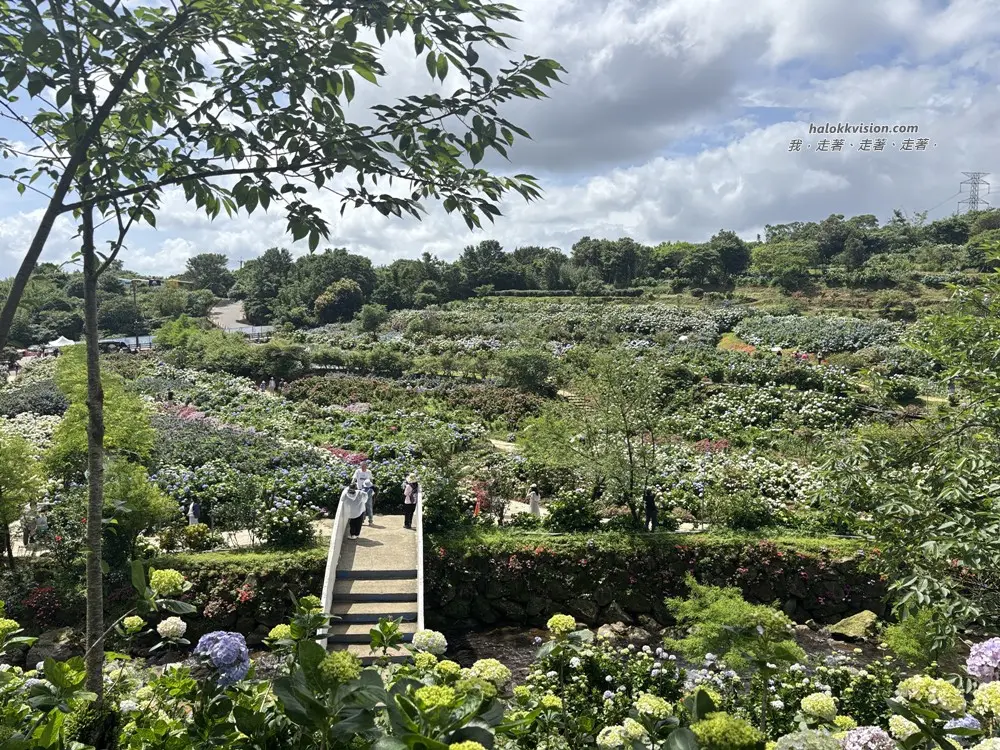 Kao.hydrangea 2026 26