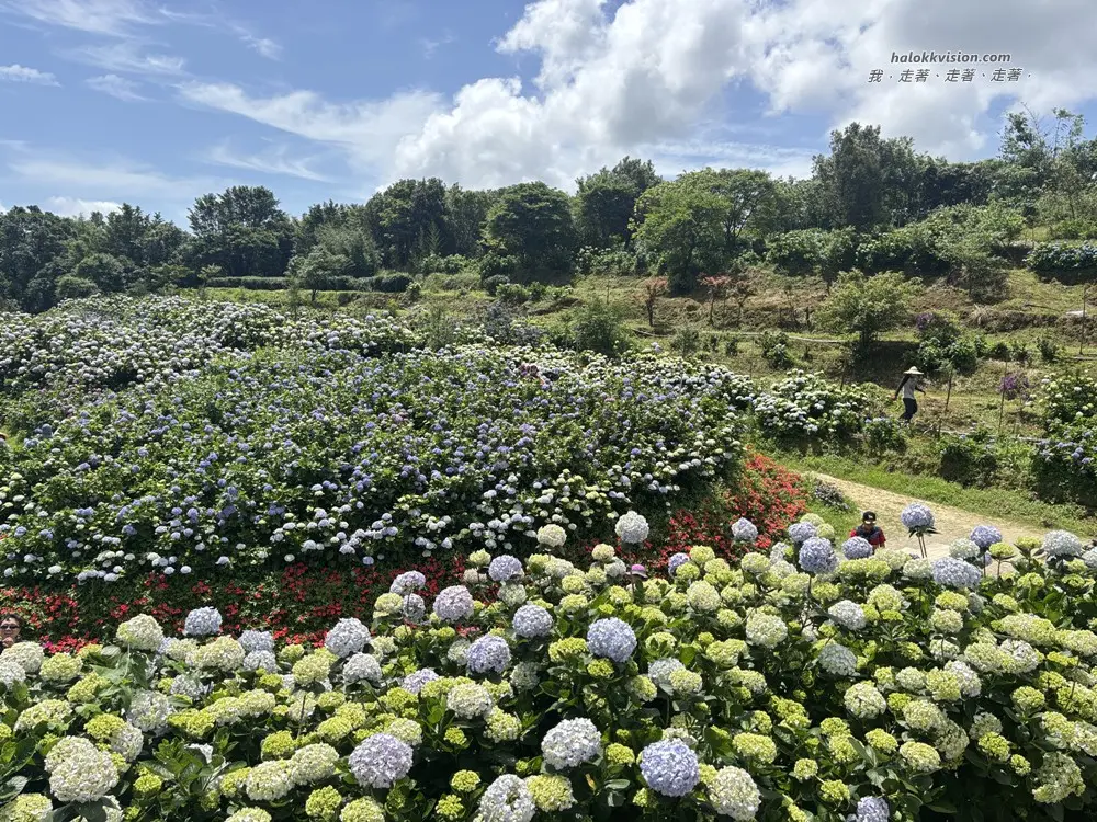 Kao.hydrangea 2026 31
