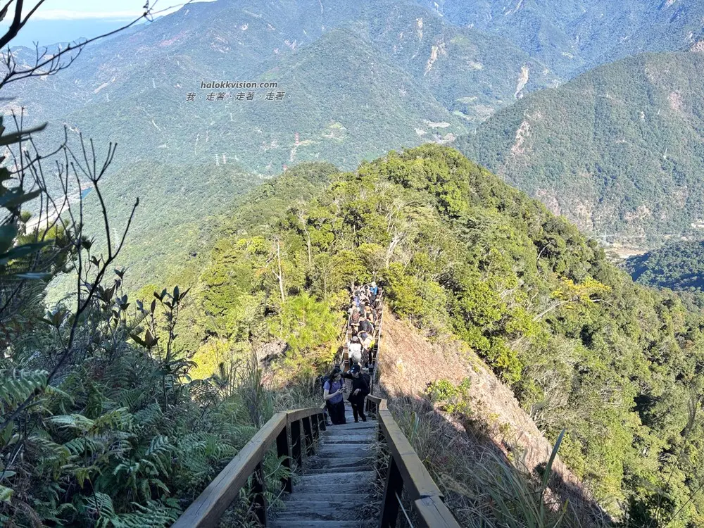Taichung Baimao 30