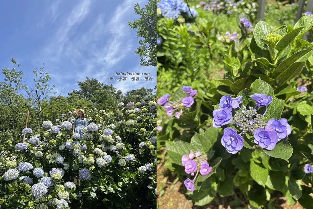 Kao.hydrangea 2026 29
