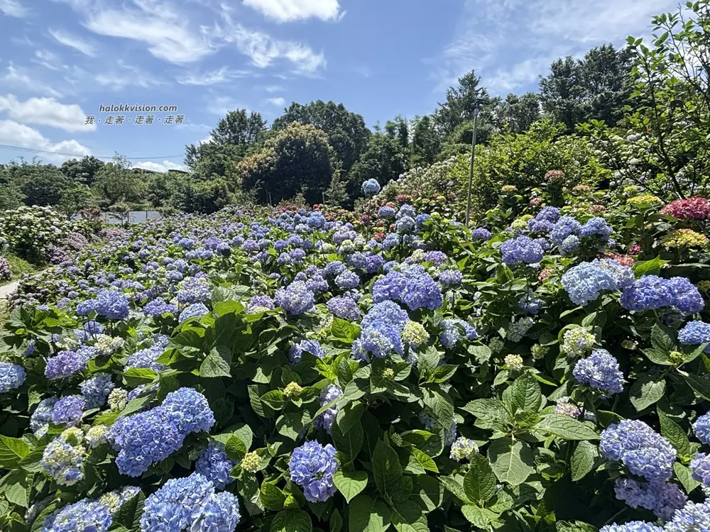 Kao.hydrangea 2026 33