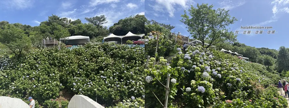 Kao.hydrangea 2026 40