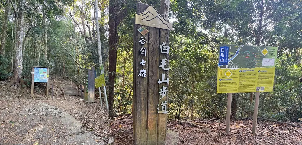 Taichung Baimao 18