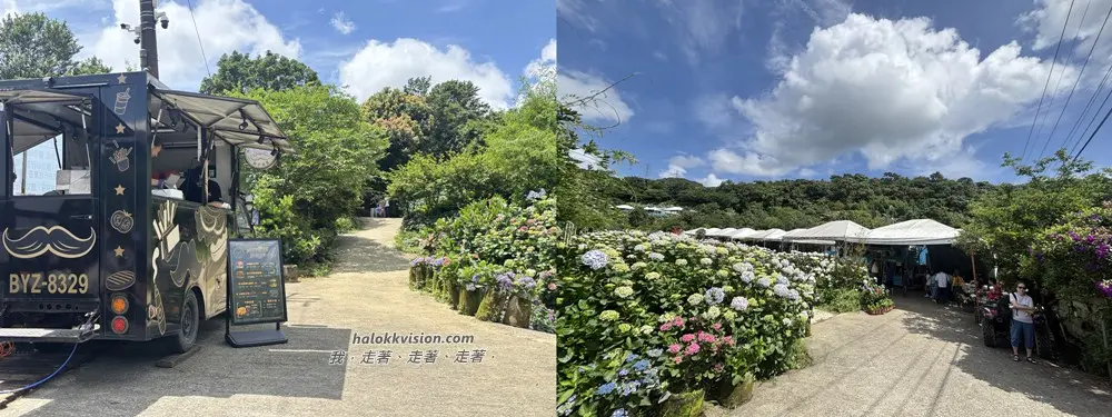 Kao.hydrangea 2026 6