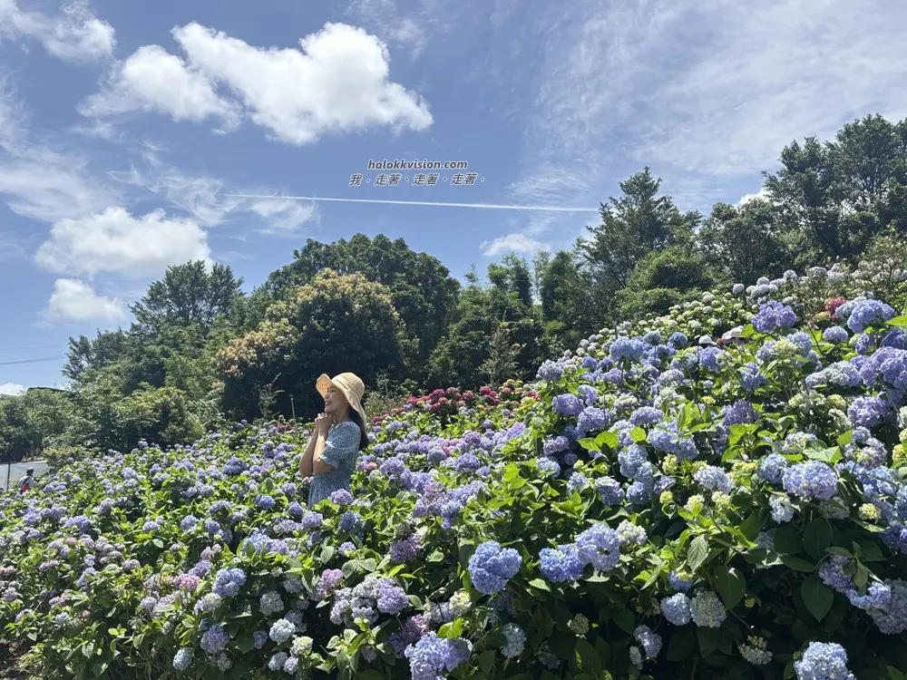 Kao.hydrangea 2026 38