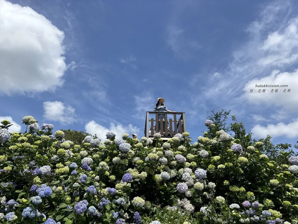 Kao.hydrangea 2026 30