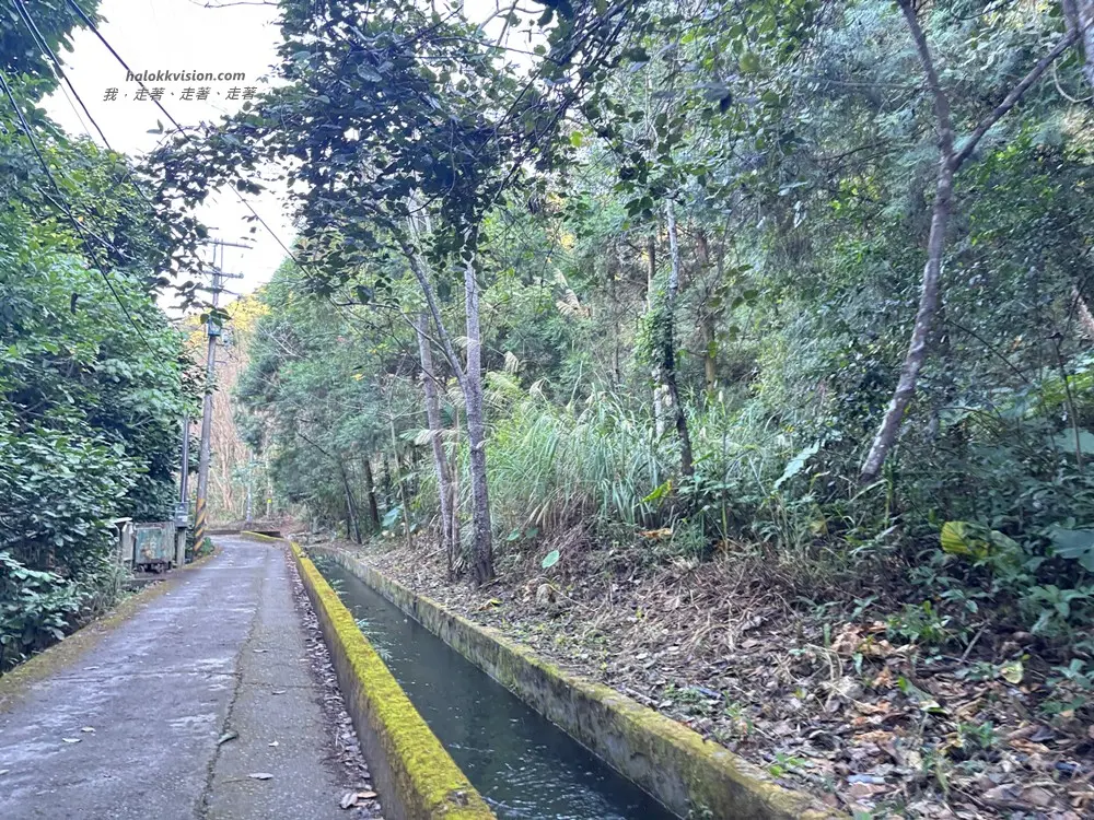 Taichung Baimao 15