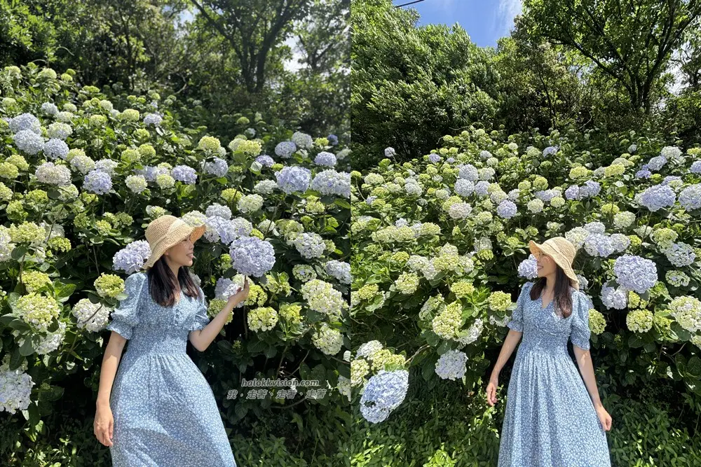 Kao.hydrangea 2026 36