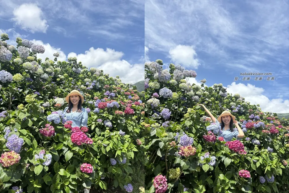 Kao.hydrangea 2026 35
