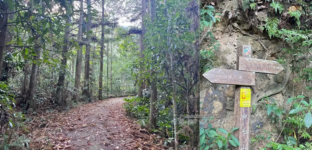 Taichung Baimao 17