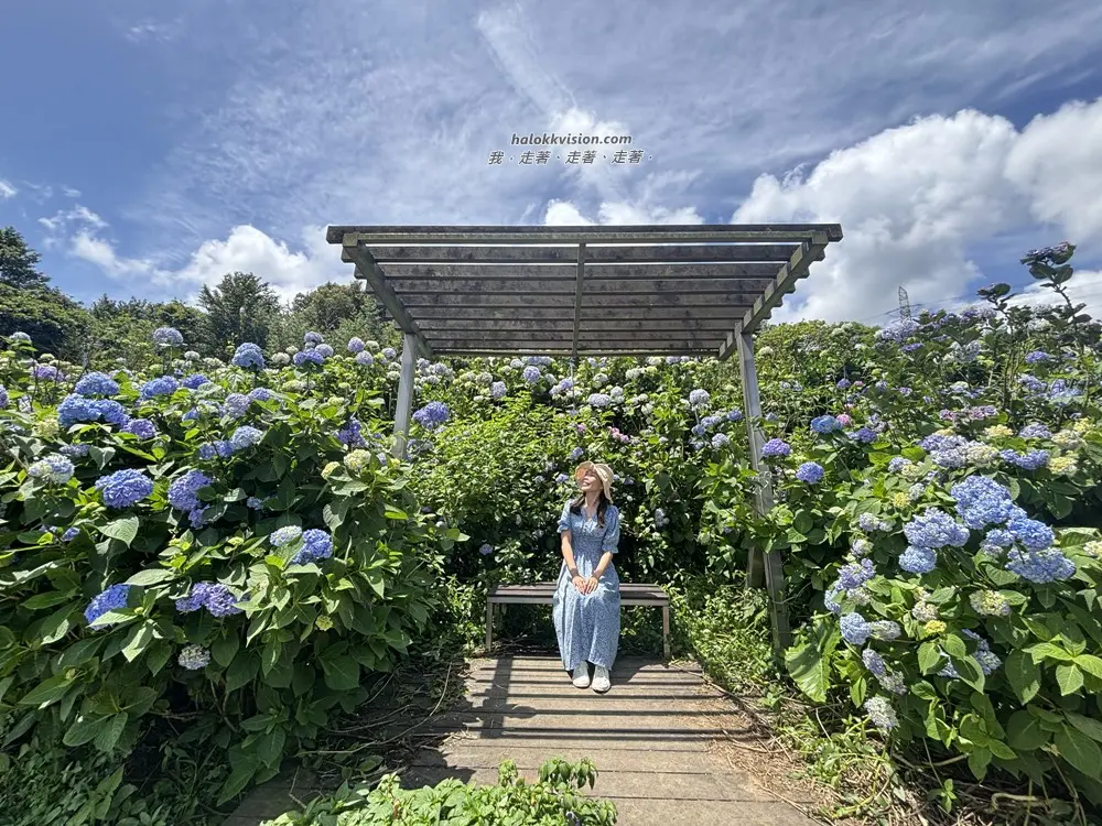 Kao.hydrangea 2026 37