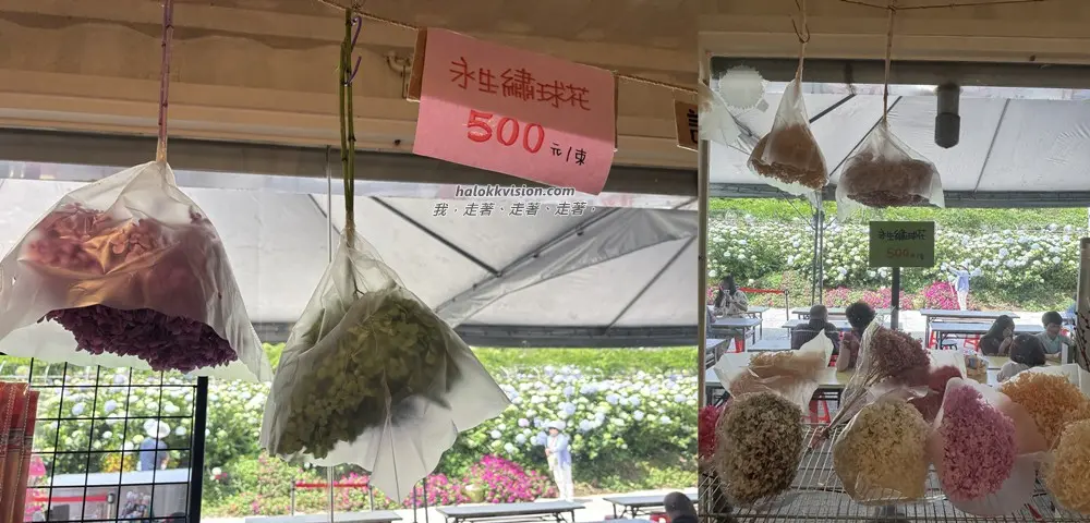Kao.hydrangea 2026 16