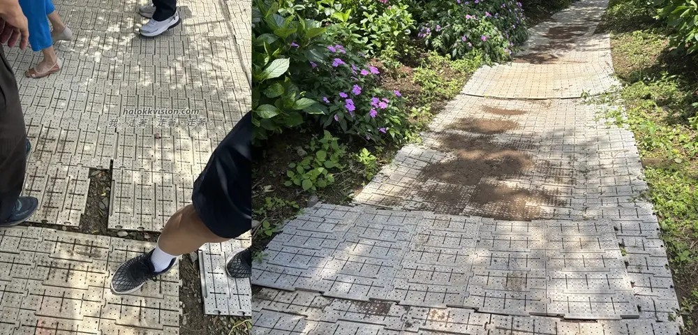 Kao.hydrangea 2026 22